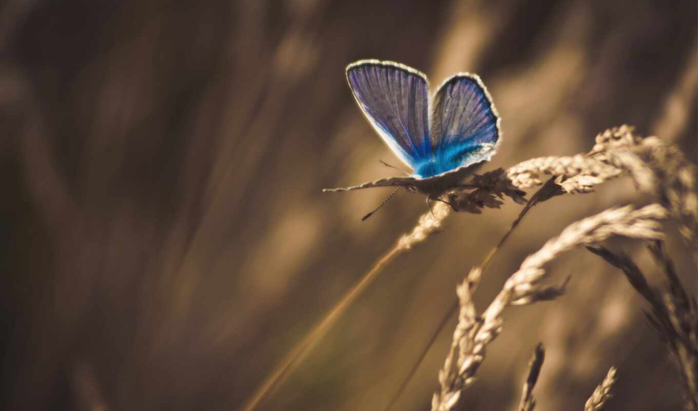 macro, grass, butterfly, spikelets, processing, dry, butterflies, insects