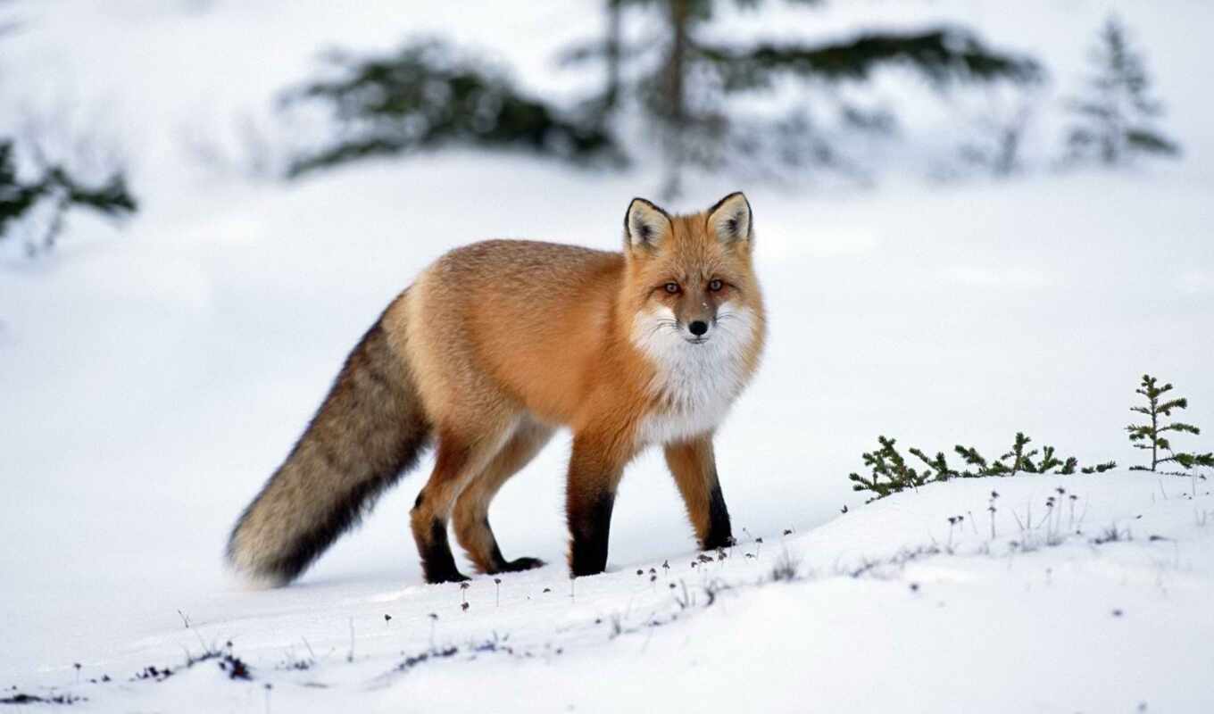 photo, red, to find, fox, interesting, fact, work, the thing, upryamyi