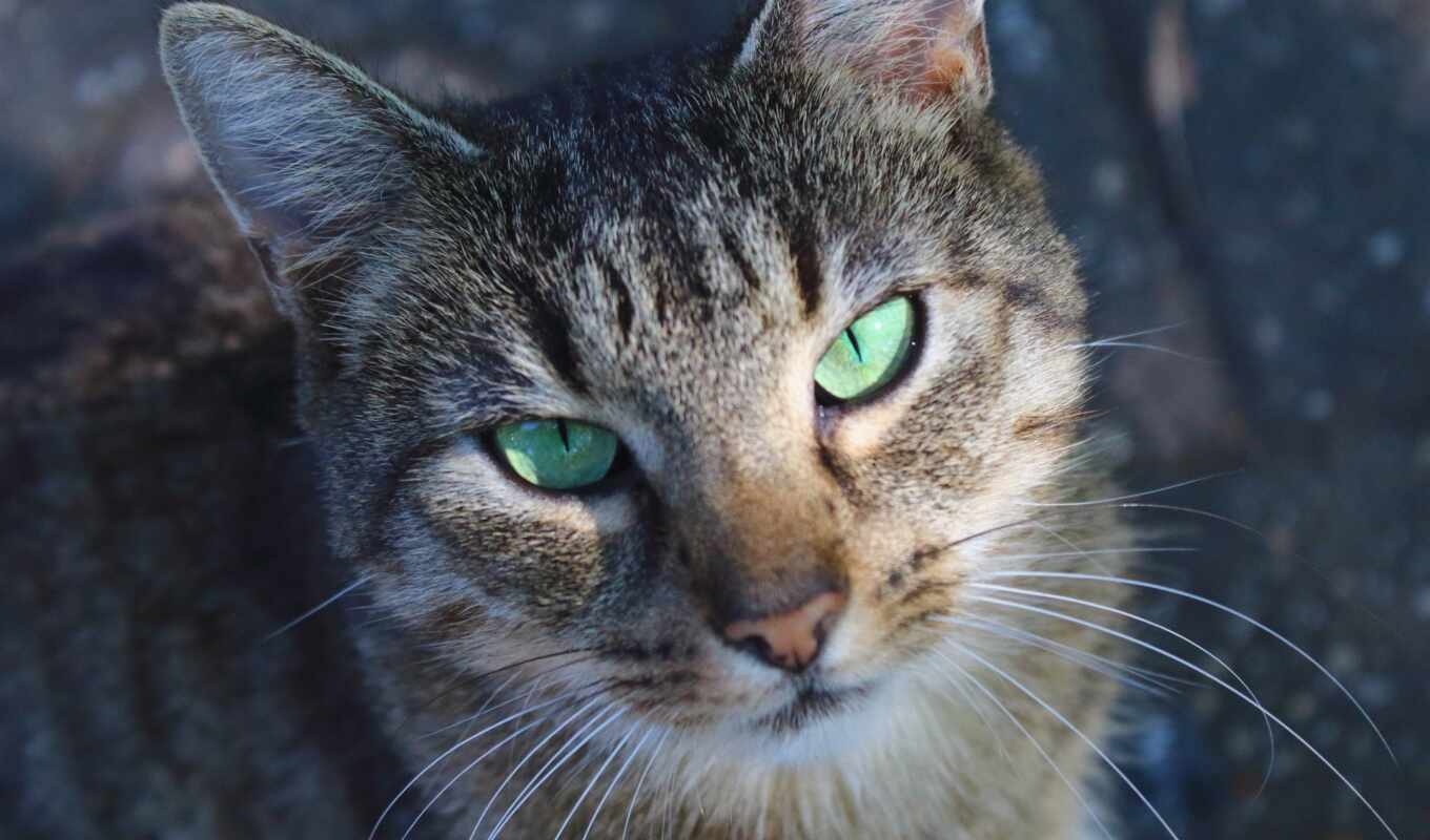 глаз, зелёный
