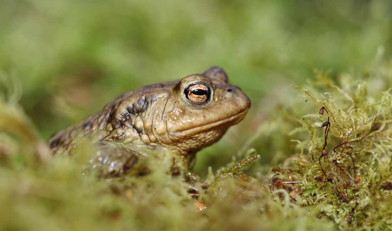 зелёный, лягушка, animal, мох, истинный, closeup, toad