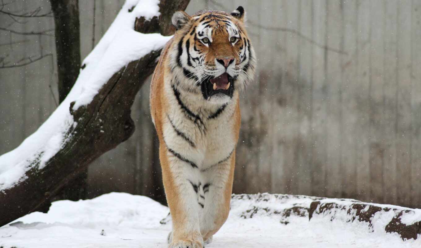 tiger, prank