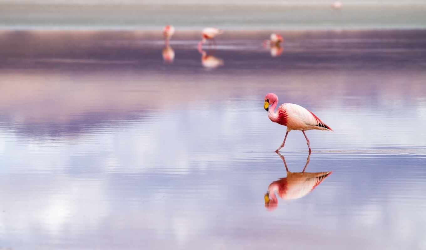 flamingo, Bolivia, salar