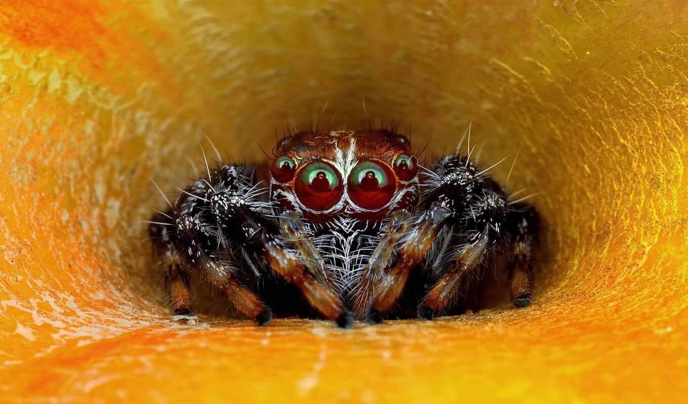 фото, глаз, паук, funny, другой, пауков, prank, паучок, makryi