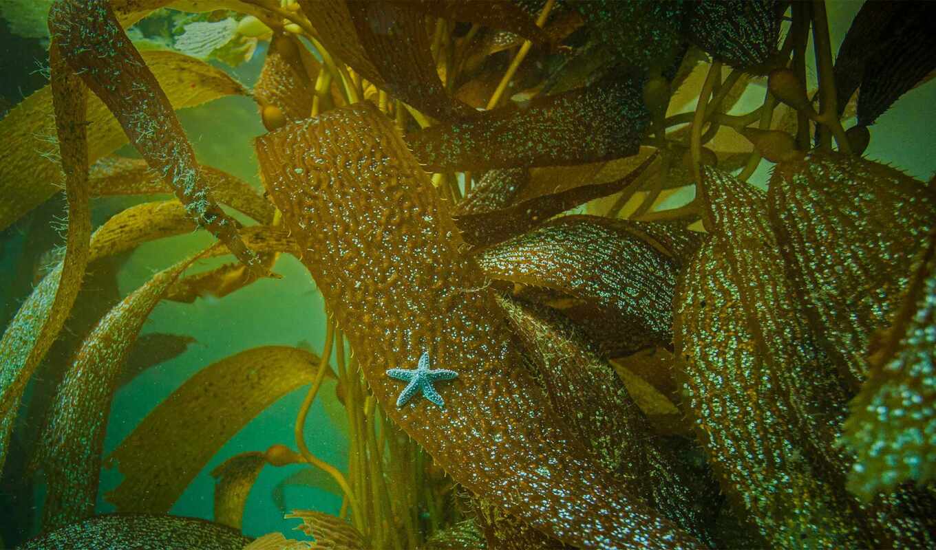 sea, off, star, kelp
