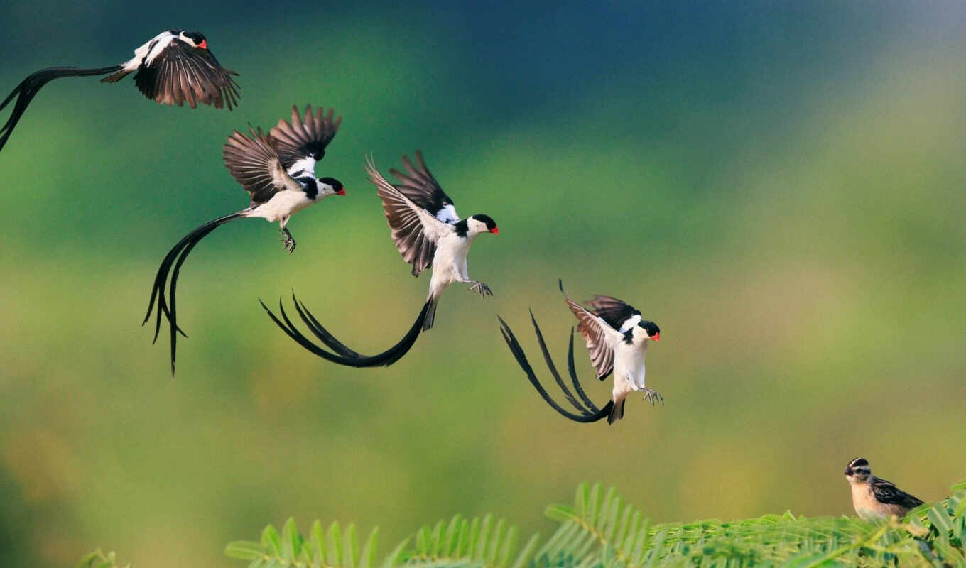 flight, bird, animal, tail, why