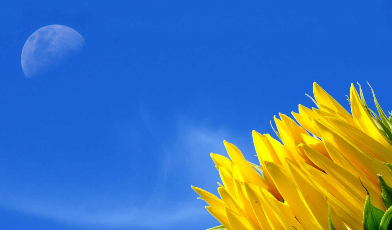 nature, sky, flowers, blue, moon, sunflower