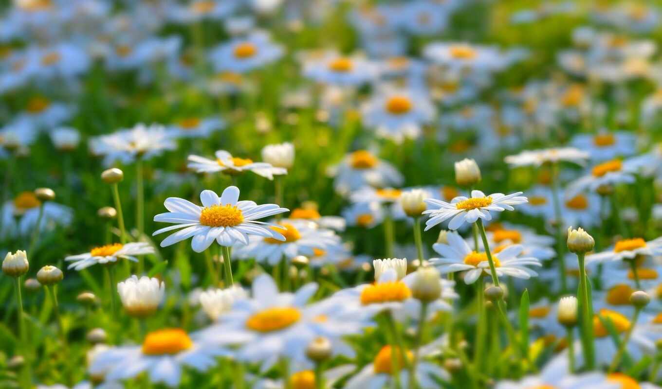 summer, field, greenery, joy, daisies
