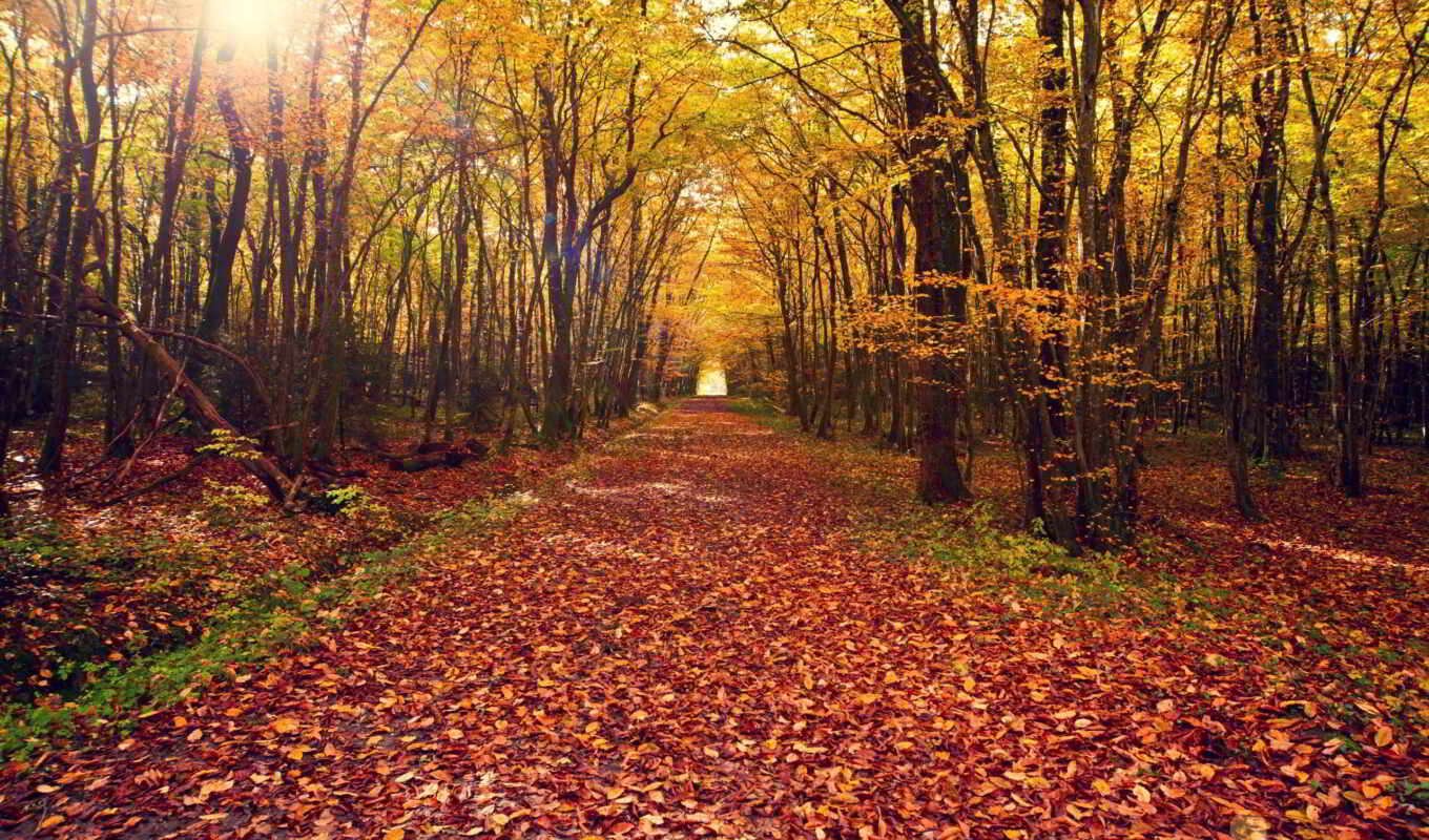 background, screen, of, landscape, nature, free, rboles, forest, autumn, road, sheet