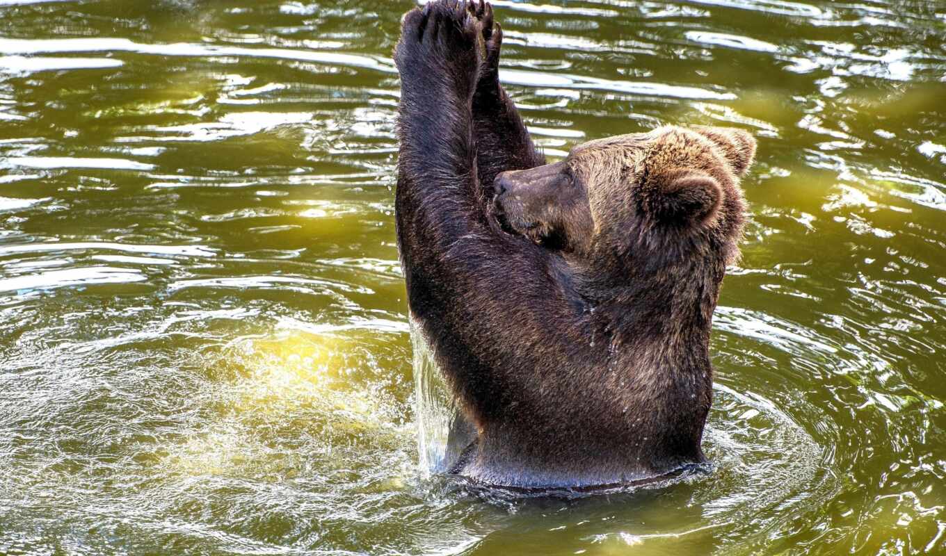 браун, медведь, воде, медведи, купается