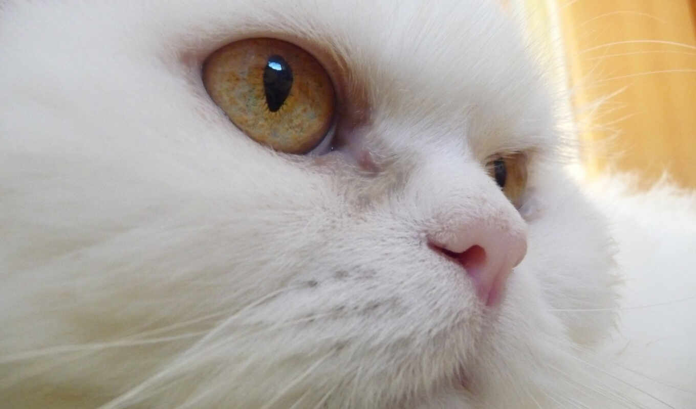 white, белая, кот, котенок