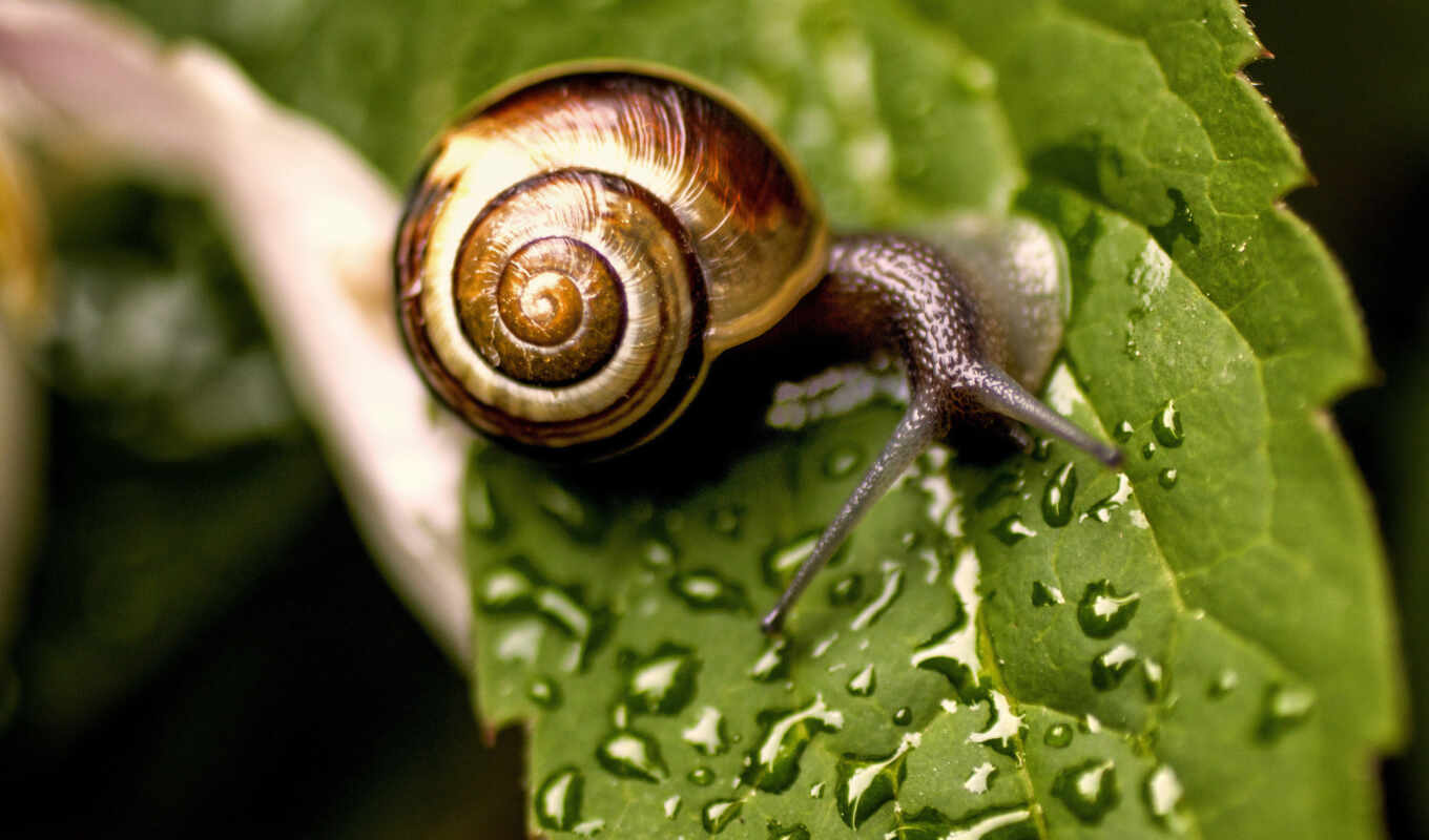 яndex, card, dew, snail, snails, collections, collections