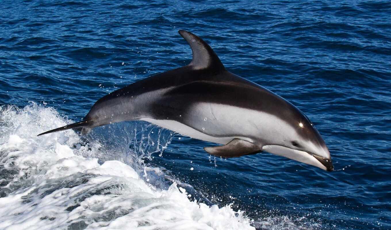 дельфина, belomordyi