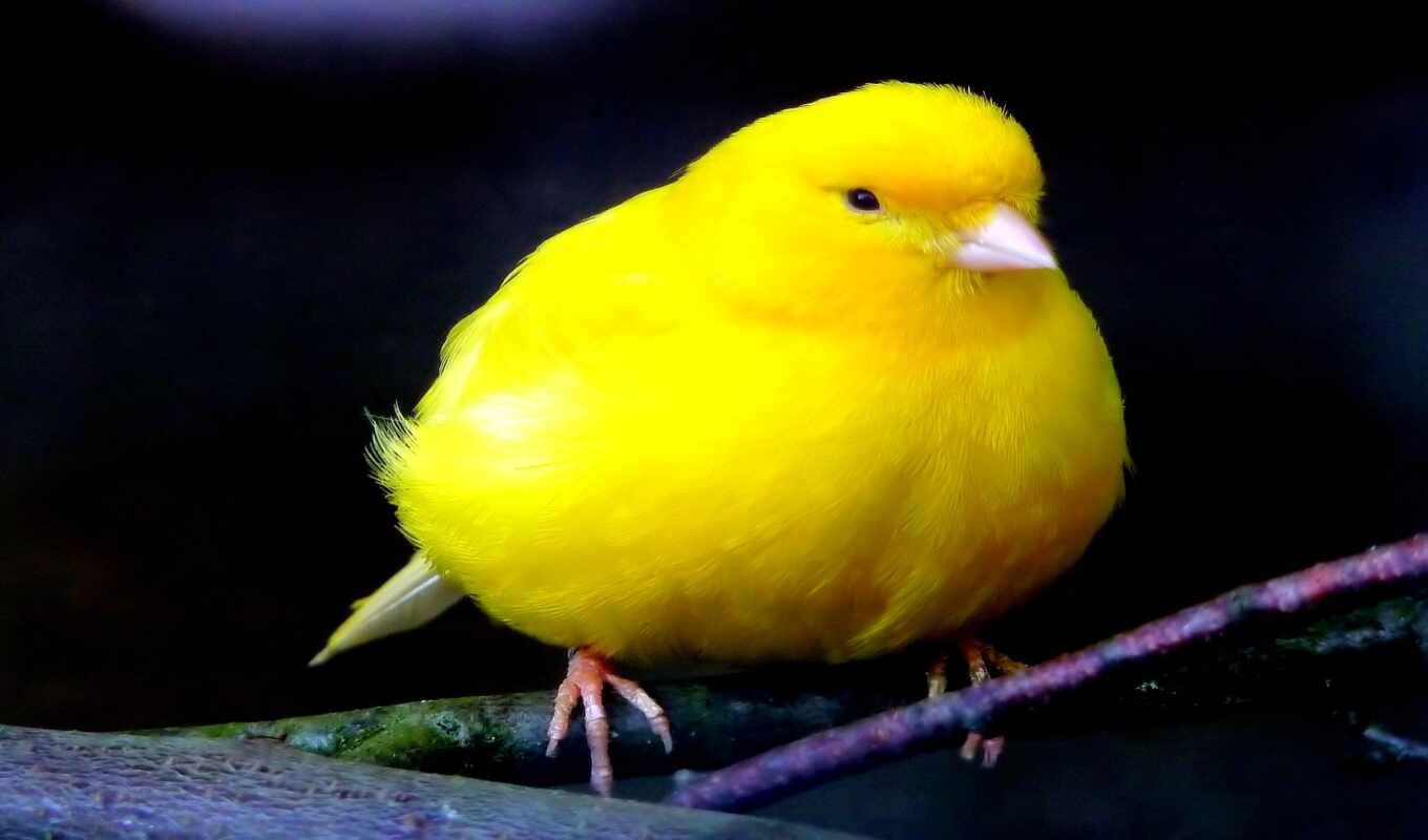 yellow, canary, kanarienfogel