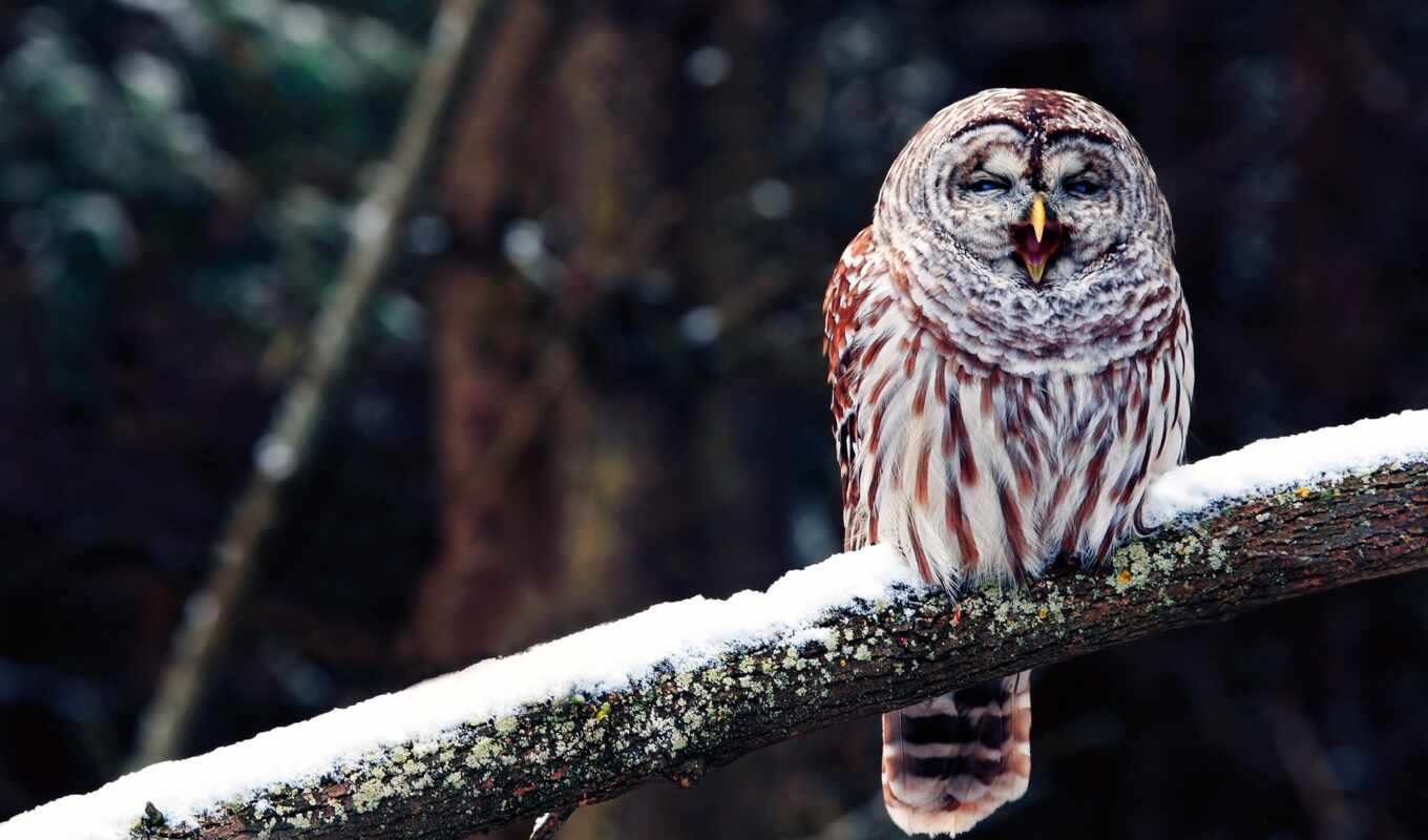 snow, owl, bird, branch, animal