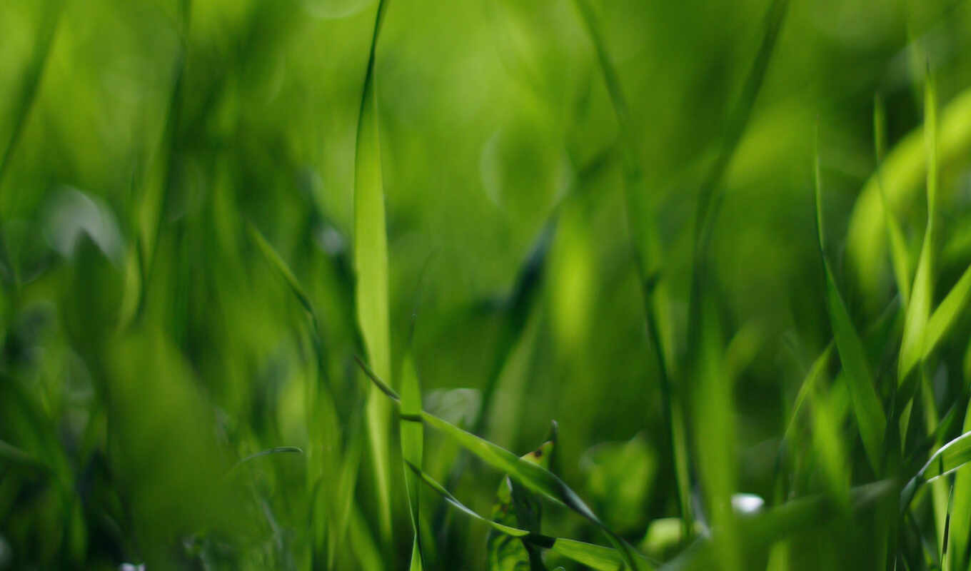 wallpaper, macro, green, grass, field, nature, stems