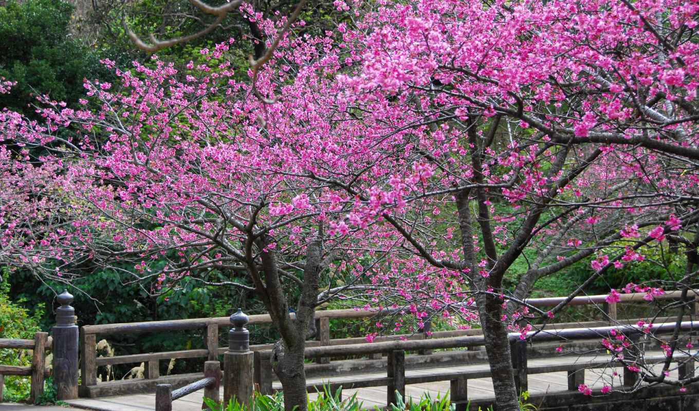 Сакура, весна, trees, cvety, пришла, лепестки