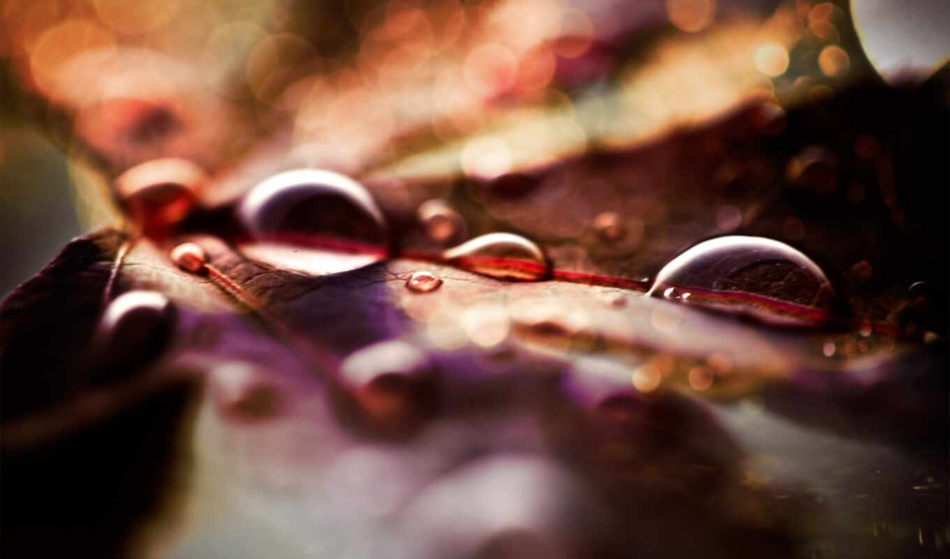 drop, лист, дождь, осень, пасть, leaf, raindrop