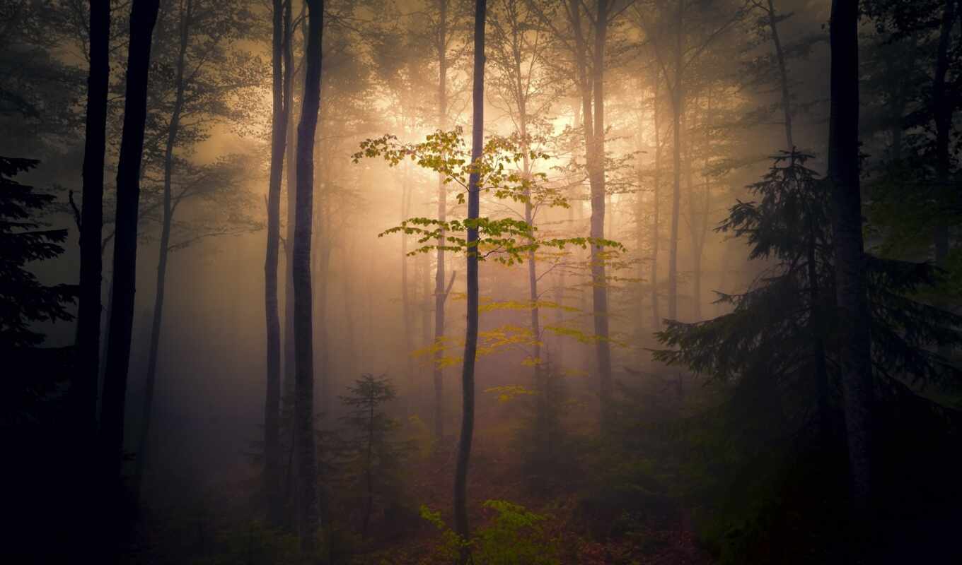 природа, дерево, dark, туман