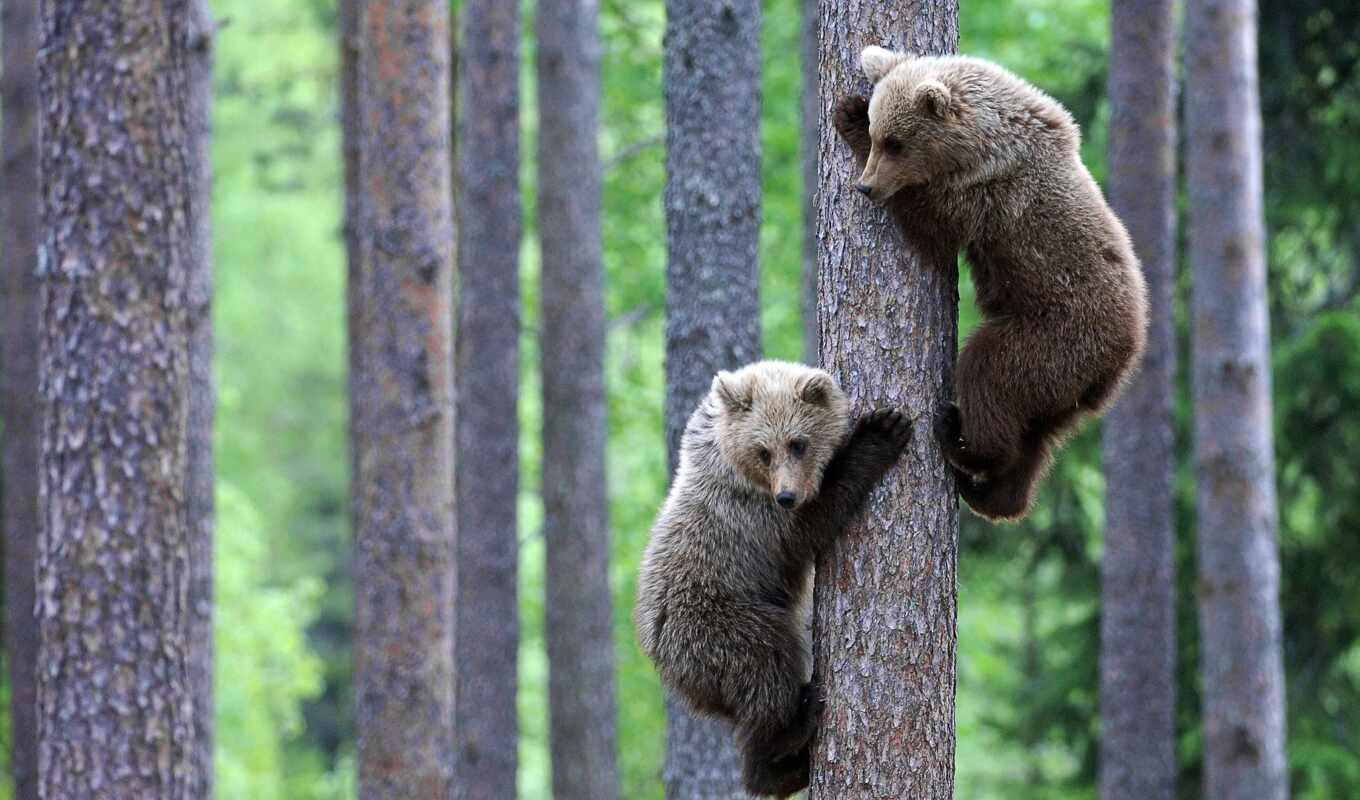 дерево, медведь, два