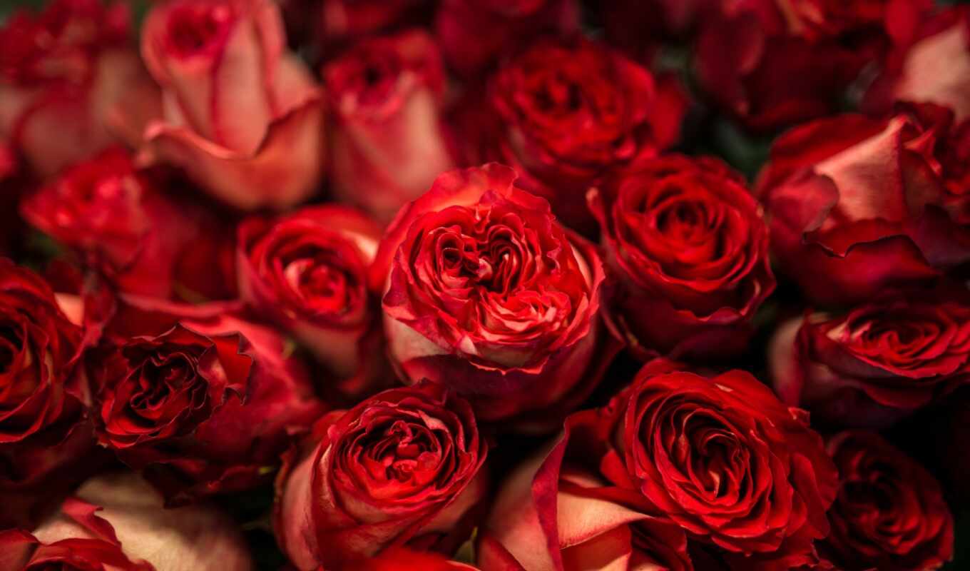 цветы, роза, текстура, red, красное, foto, взлёт, ай, rosa