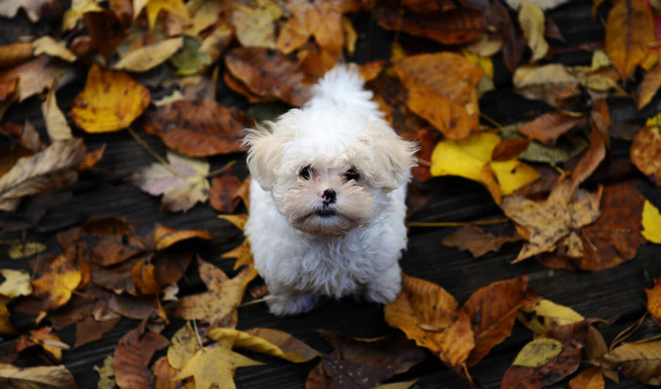 white, лист, собака, осень, щенок, furry, small, leaf, maltese