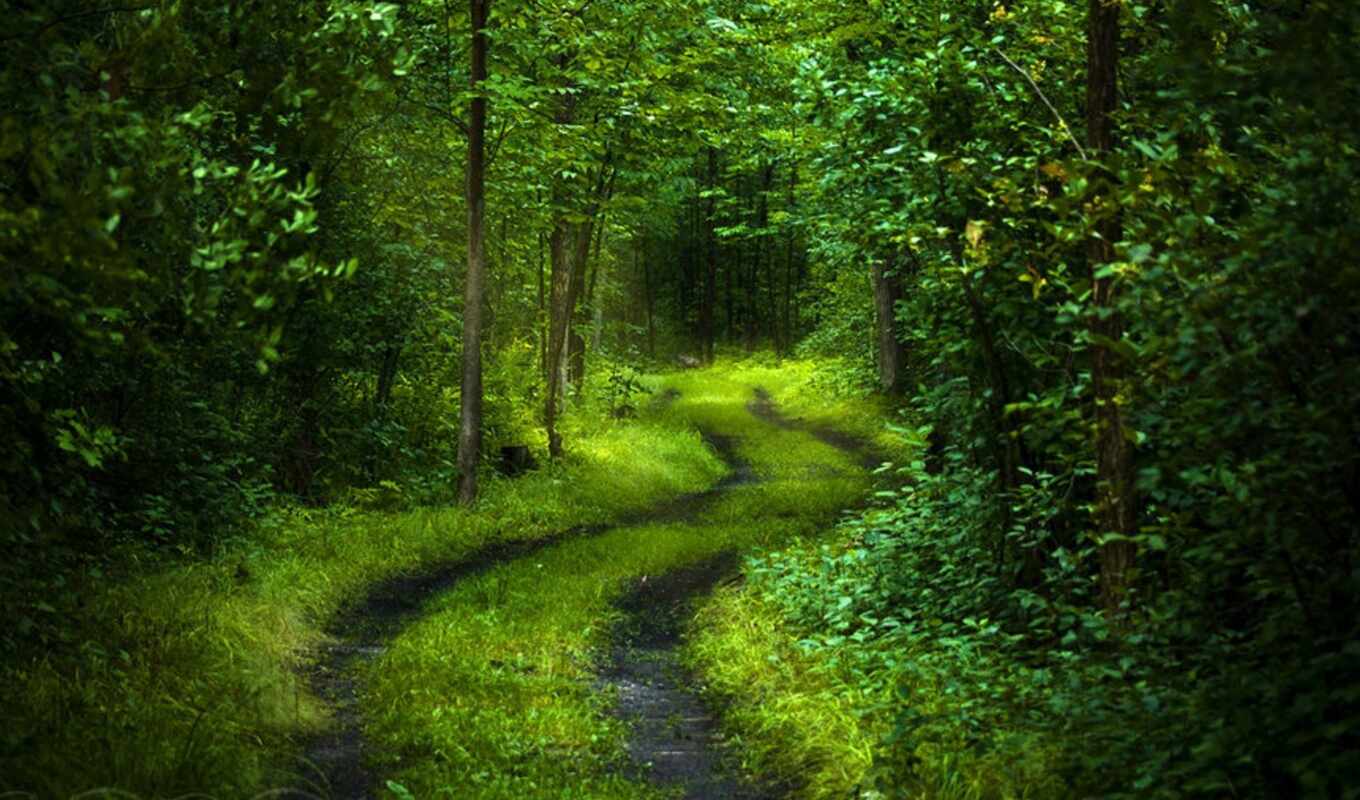 nature, trees, picture, light, green, forest, road, foliage, mood, calmness, freshness, mysterious