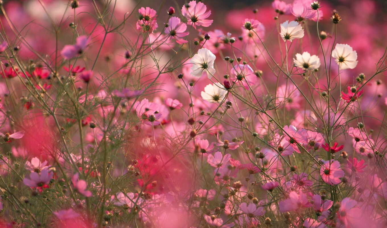 цветы, макро, поле, розовые, космея
