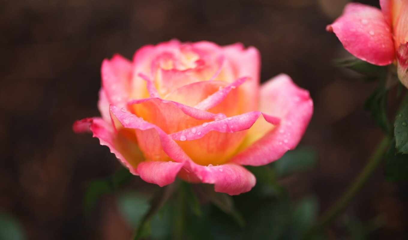 роза, different, розовый, roses, чая, hybrid, types