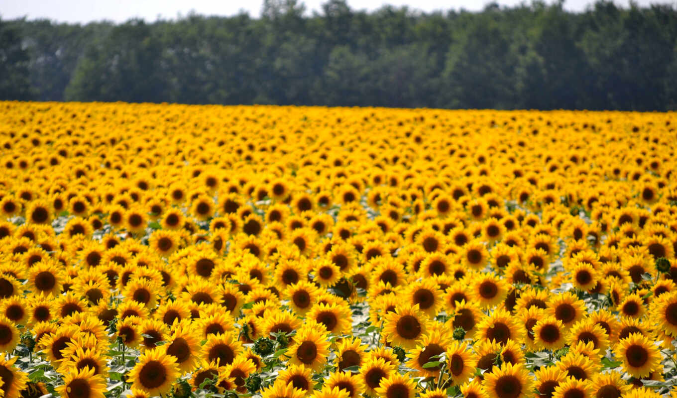 field, sunflower, earth, different