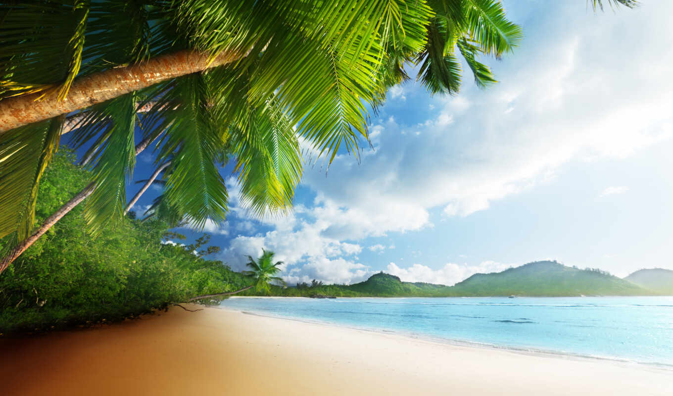 природа, небо, sun, пляж, море, песок, ocean, palm, tropic