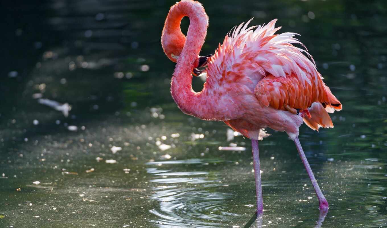 water, bird, flamingo, view