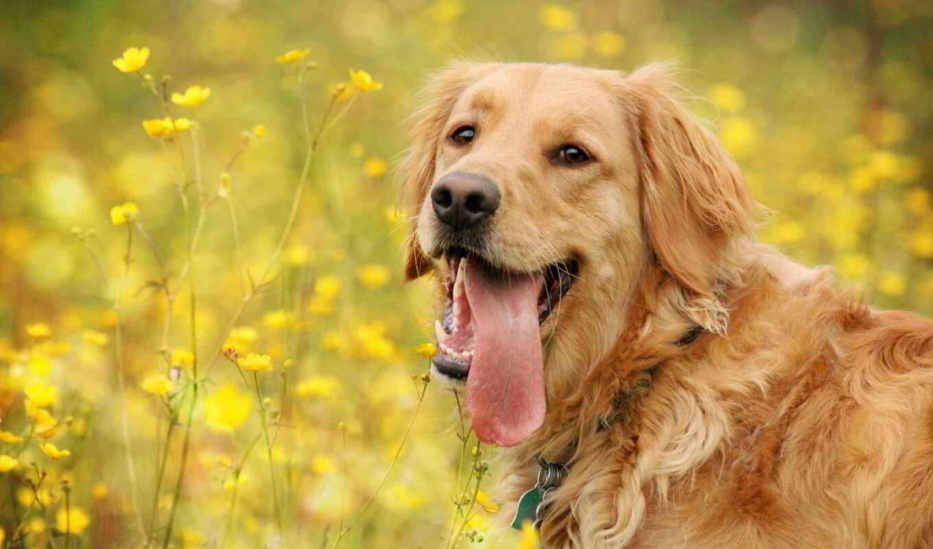 beautiful, golden, dogs, breed, retriever