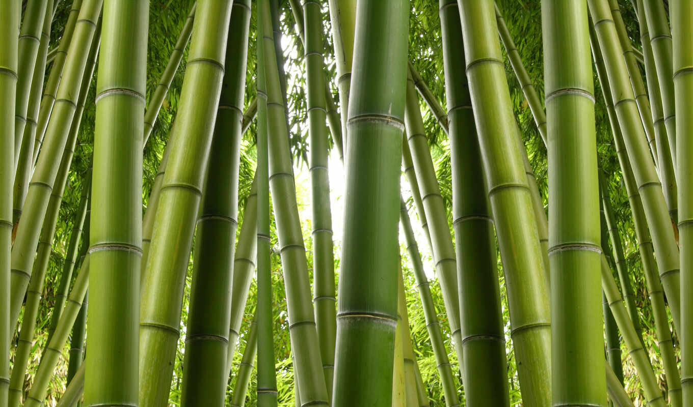 ди, бамбук, carta, parati, bambù, pianta, bambu