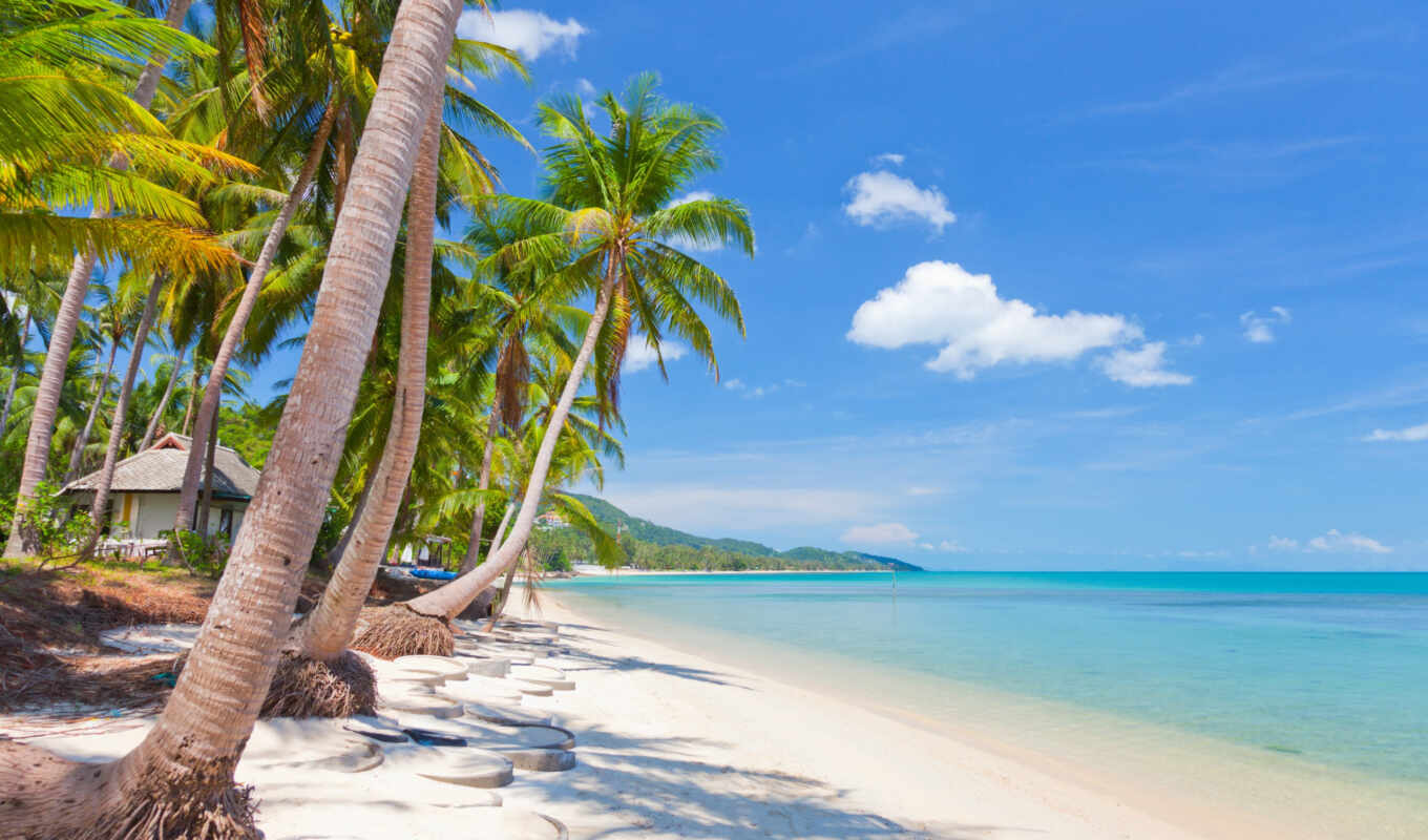 beach, landscape, sea, palm trees, island, palm, tropical, skinned