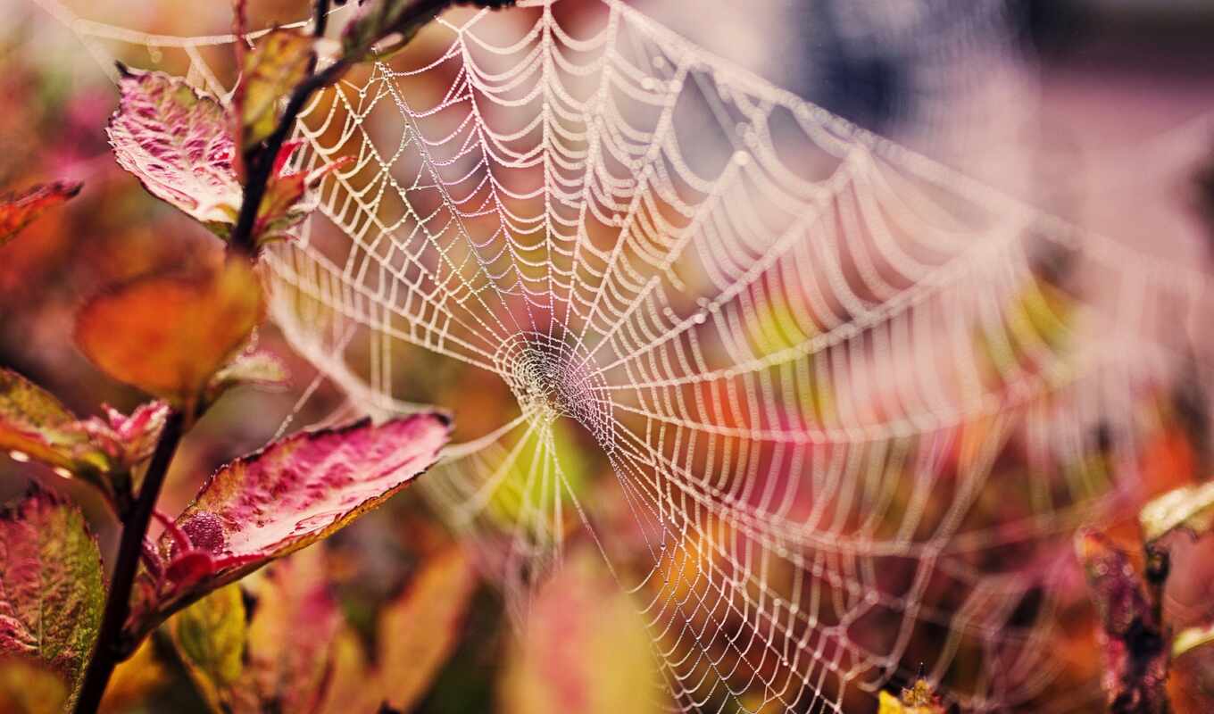 природа, картинка, капли, web, макро, water, осень, листва, branch