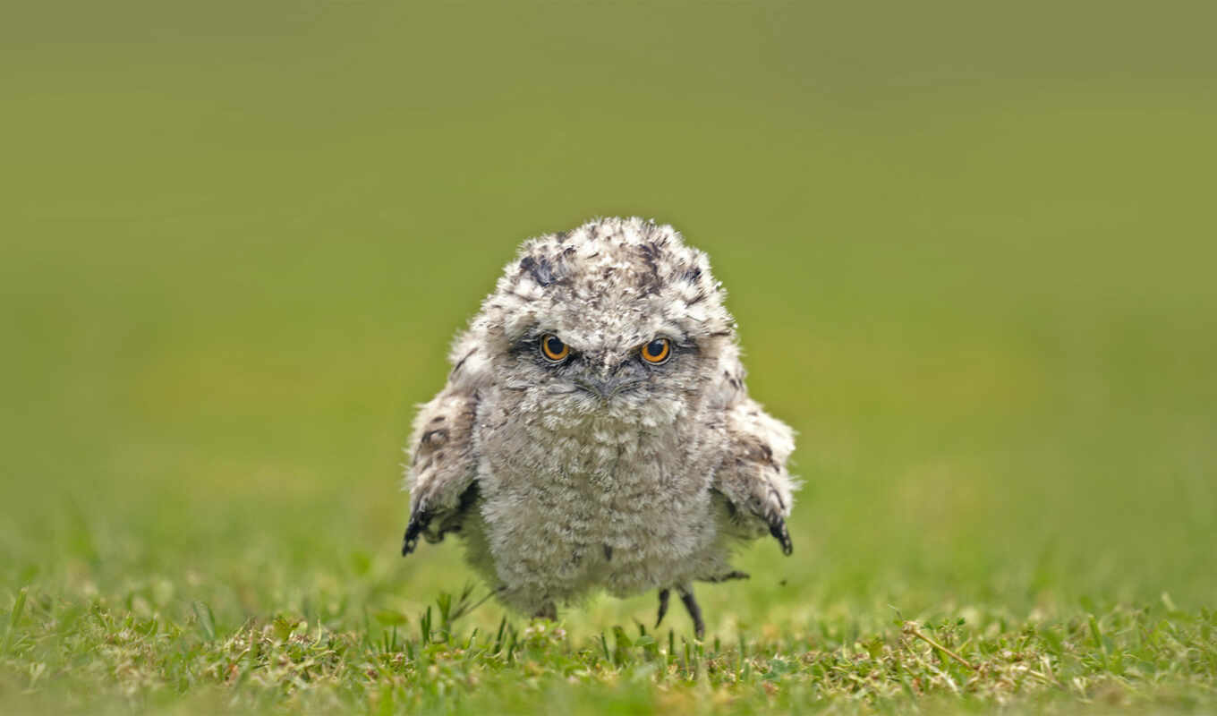 owl, much, bird, instagramable