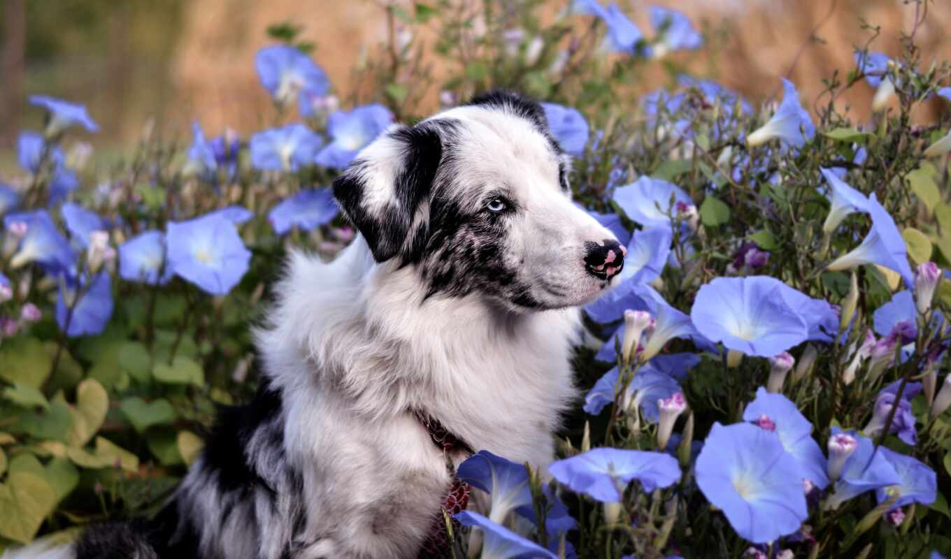 flowers, summer, cute, dog, australian