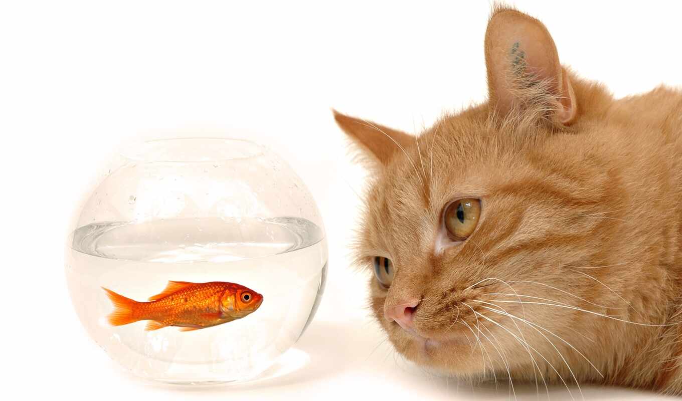cat, fish, goldfish