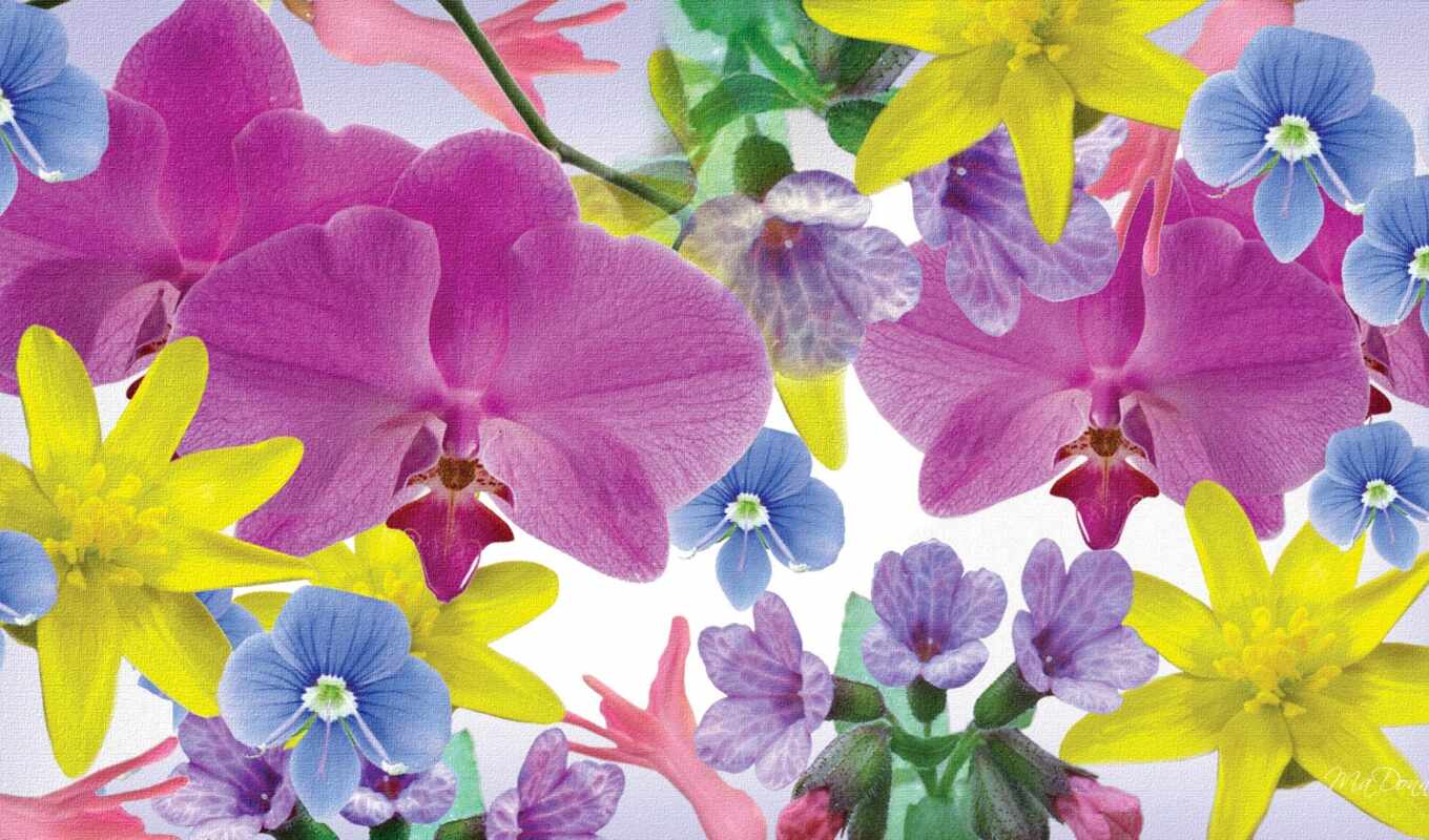 цветы, красочные, purple, color, орхидея, artistic