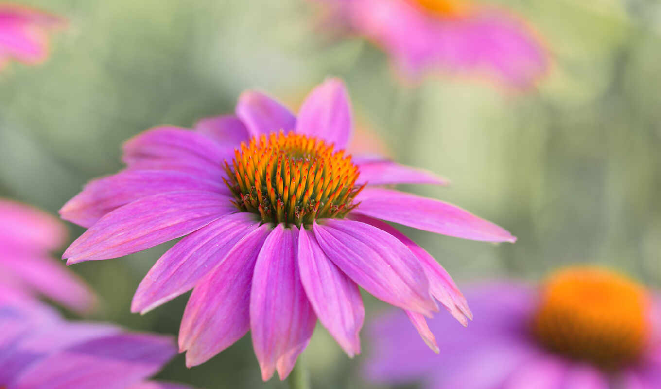 flowers, desert, rare, ehinacet