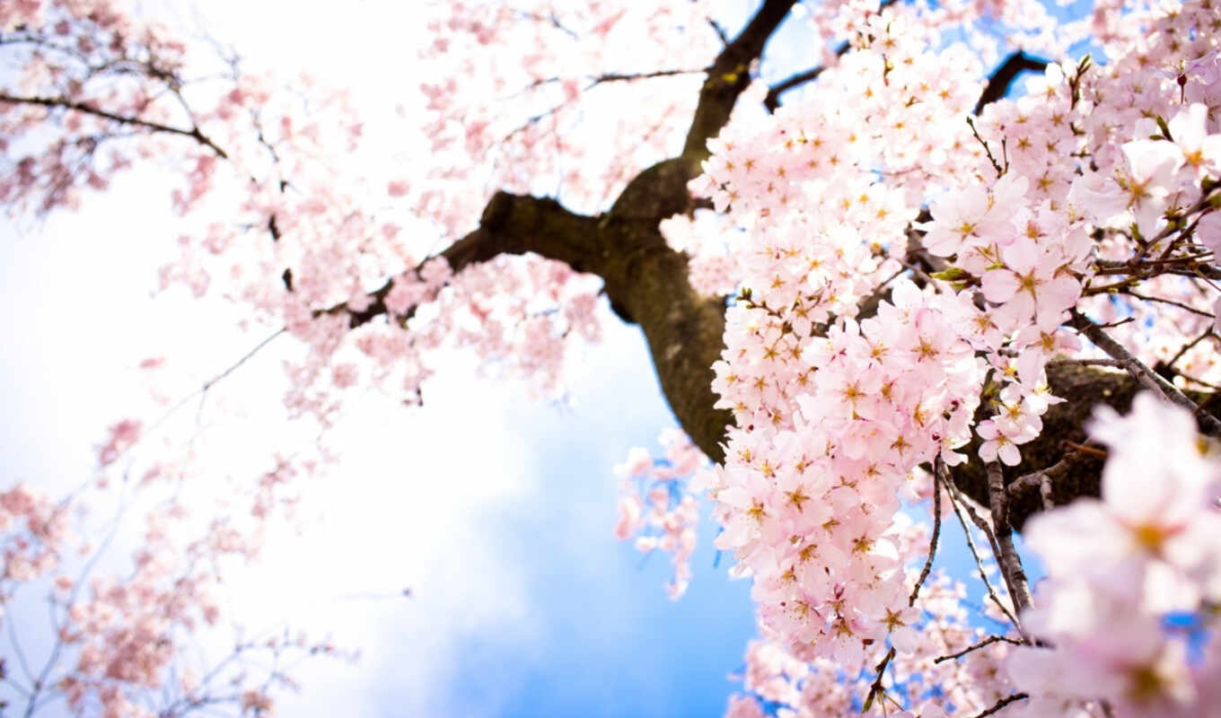 небо, цветы, Сакура, весна, ветки