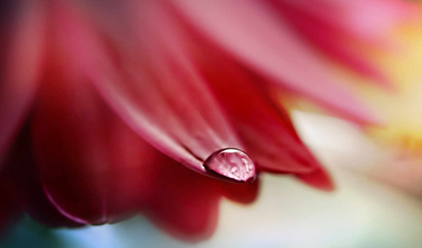 drops, flower, a drop, petal, petal