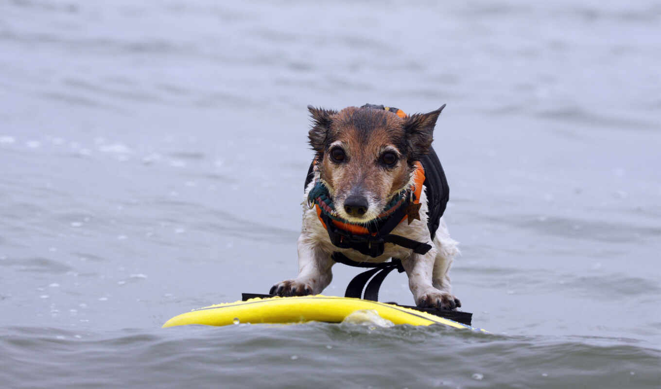 desktop, background, water, dog, dogs, surfing
