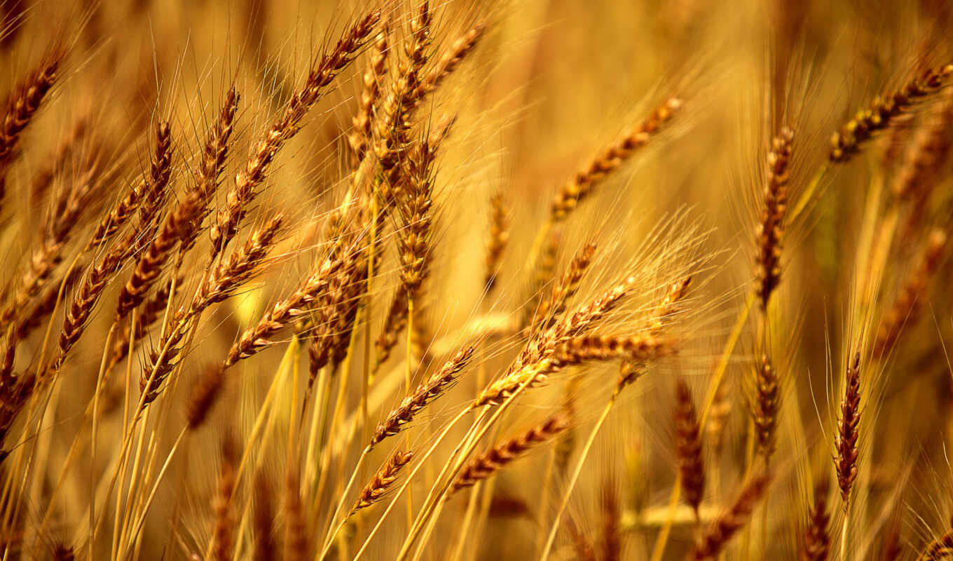 sun, макро, поле, rye, пшеница