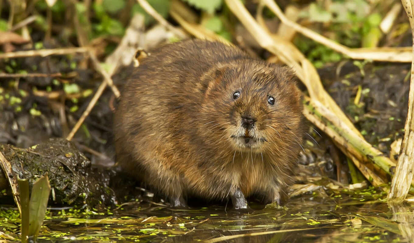 photo, animal, pipe, the most, muskrat