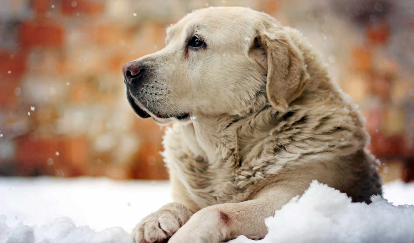 white, background, snow, winter, dog, golden, dogs, snow, retriever, zhivotnye