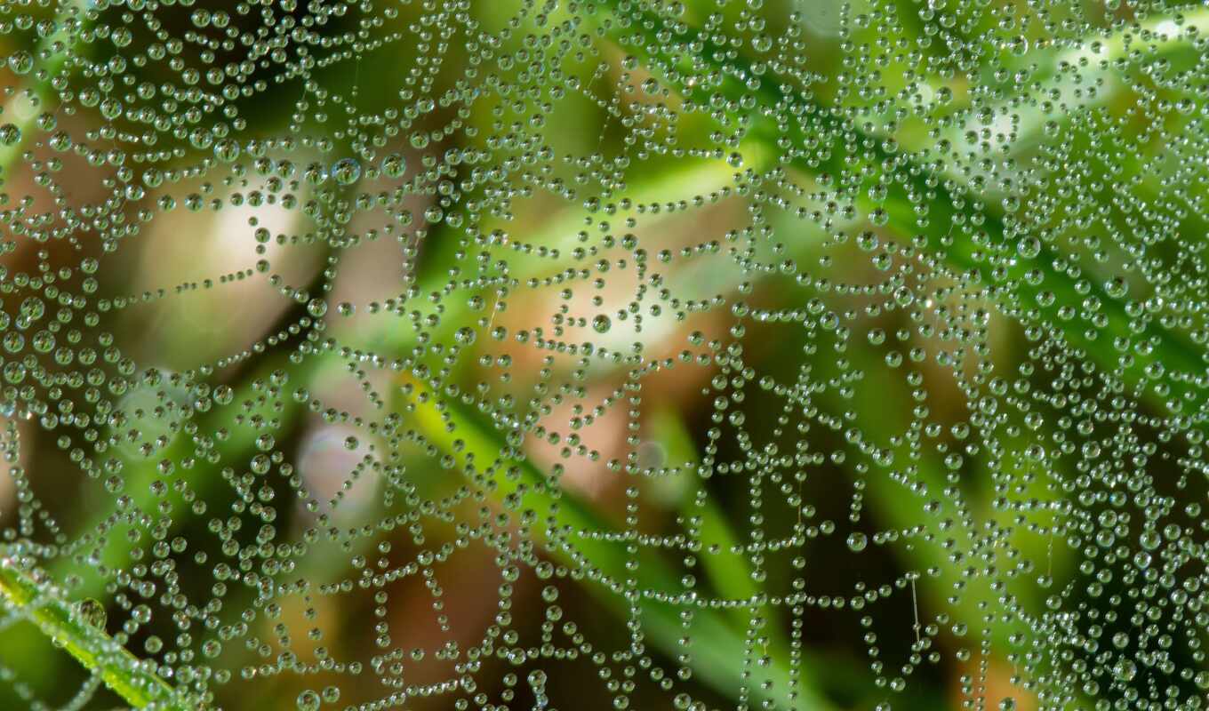 nature, collection, view, web, user, яndex, dew