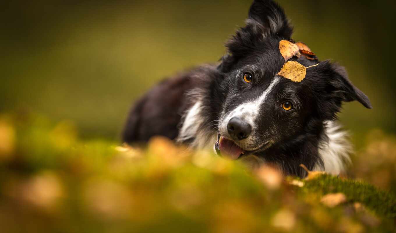 dog, breed, animal, screen, with, fund, border, collie