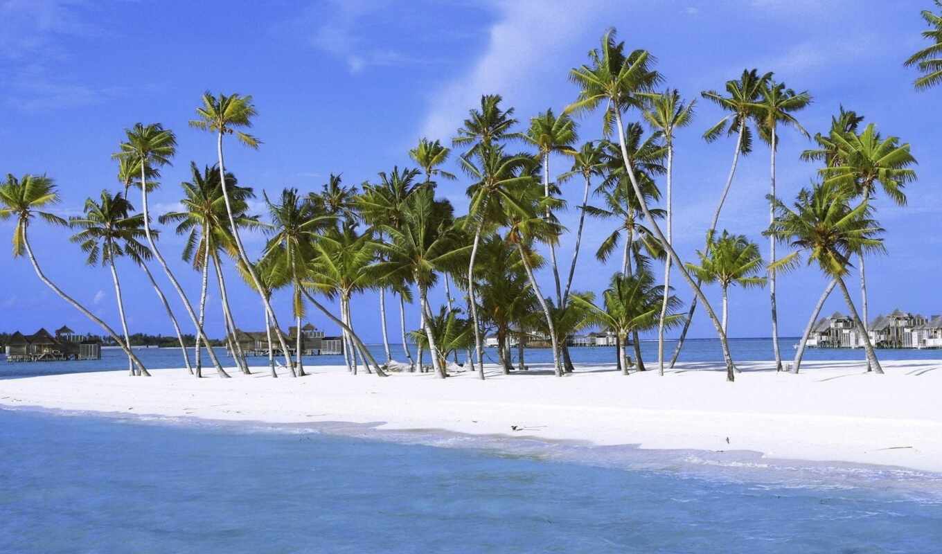 природа, фото, дерево, остров, ocean, indian, india, maldive