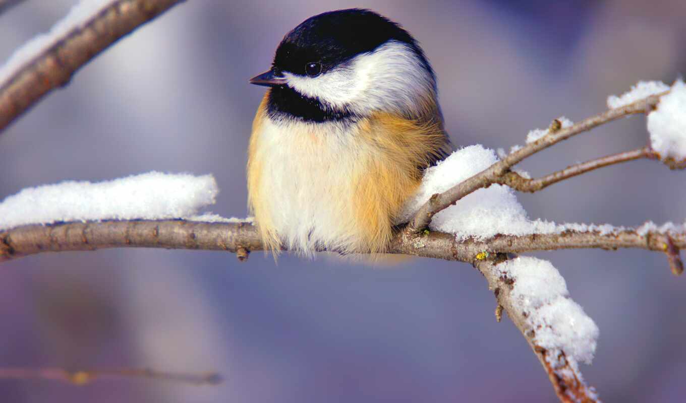 winter, branch, птичка